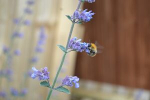 catnip Plant Flowering