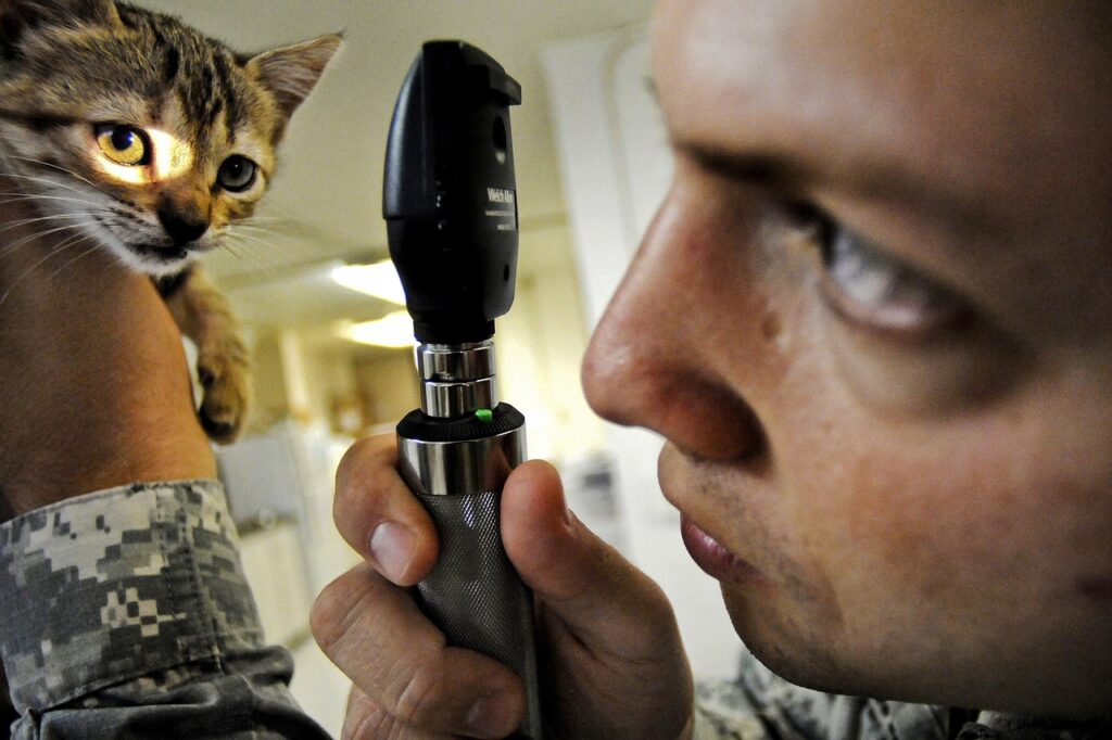 vet examining cat