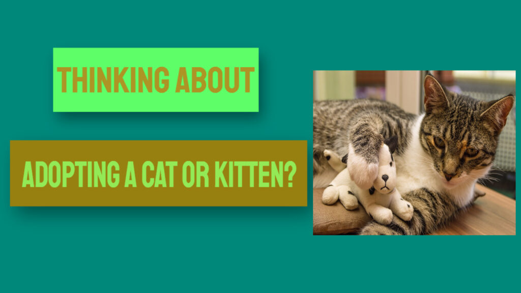 adopting a cat or kitten