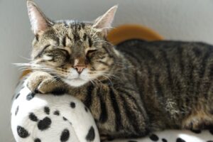 cat sleeping in bed