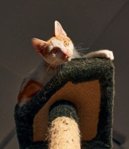 cat playing on cat post platform