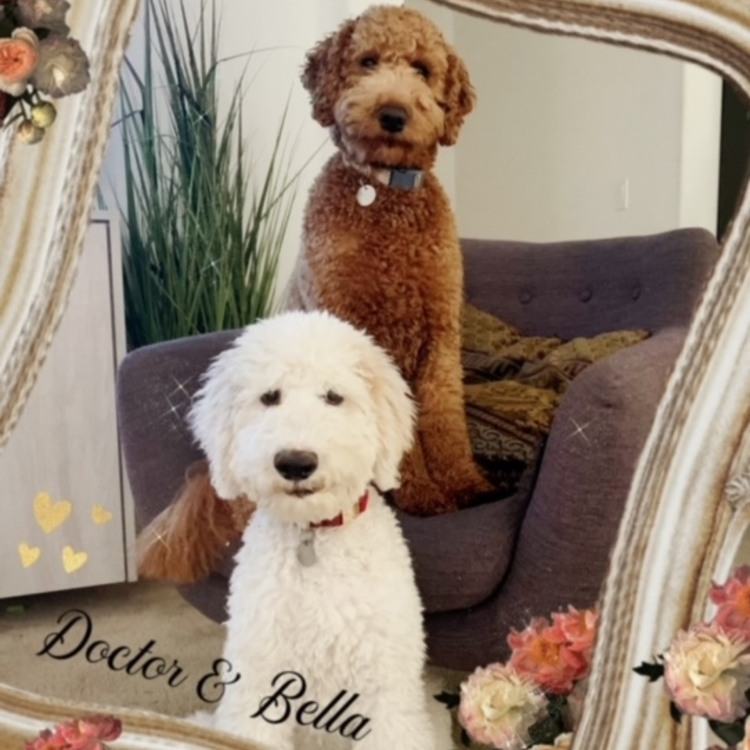 goldendoodle hypoallergenic dogs