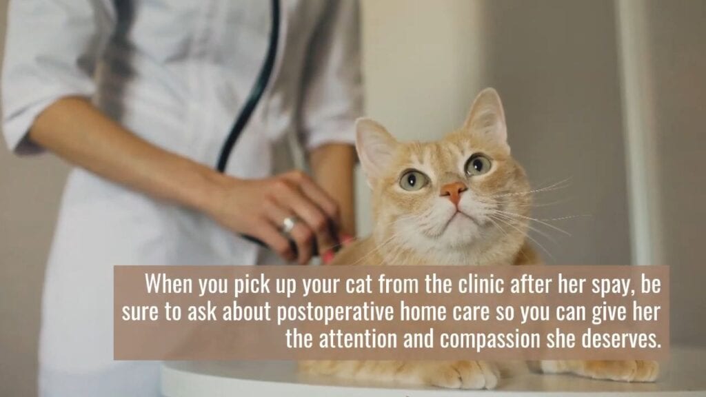Pain relief for cats
