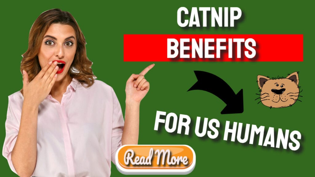 catnip benefits for us humans read more