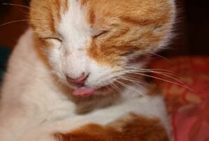 ginger cat licking coat