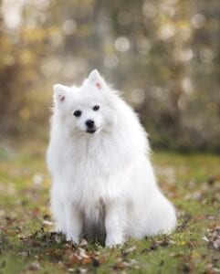 white dog