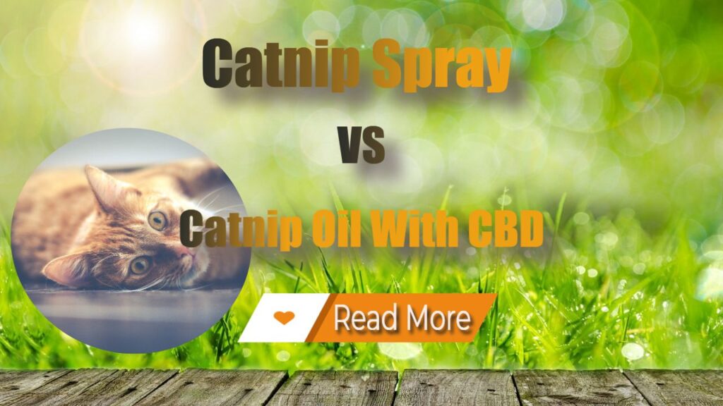 Catnip Spray vs CBD Oil With CBD